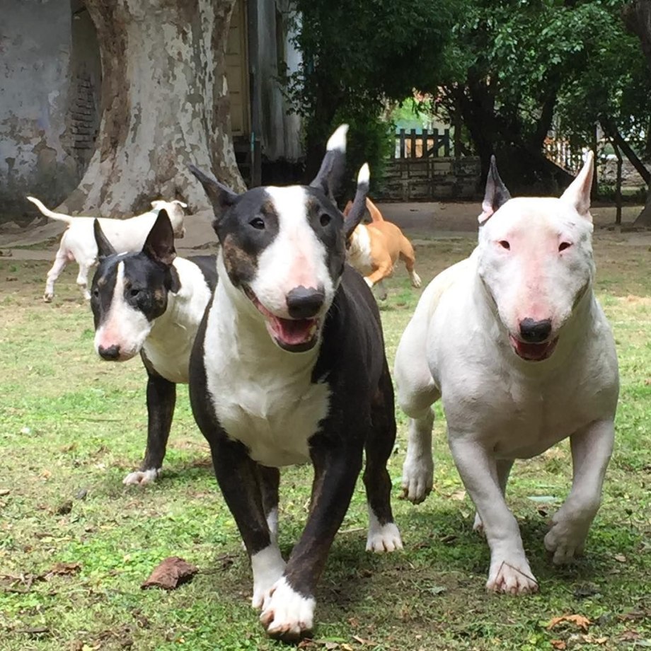Бультерьер Black Brindle