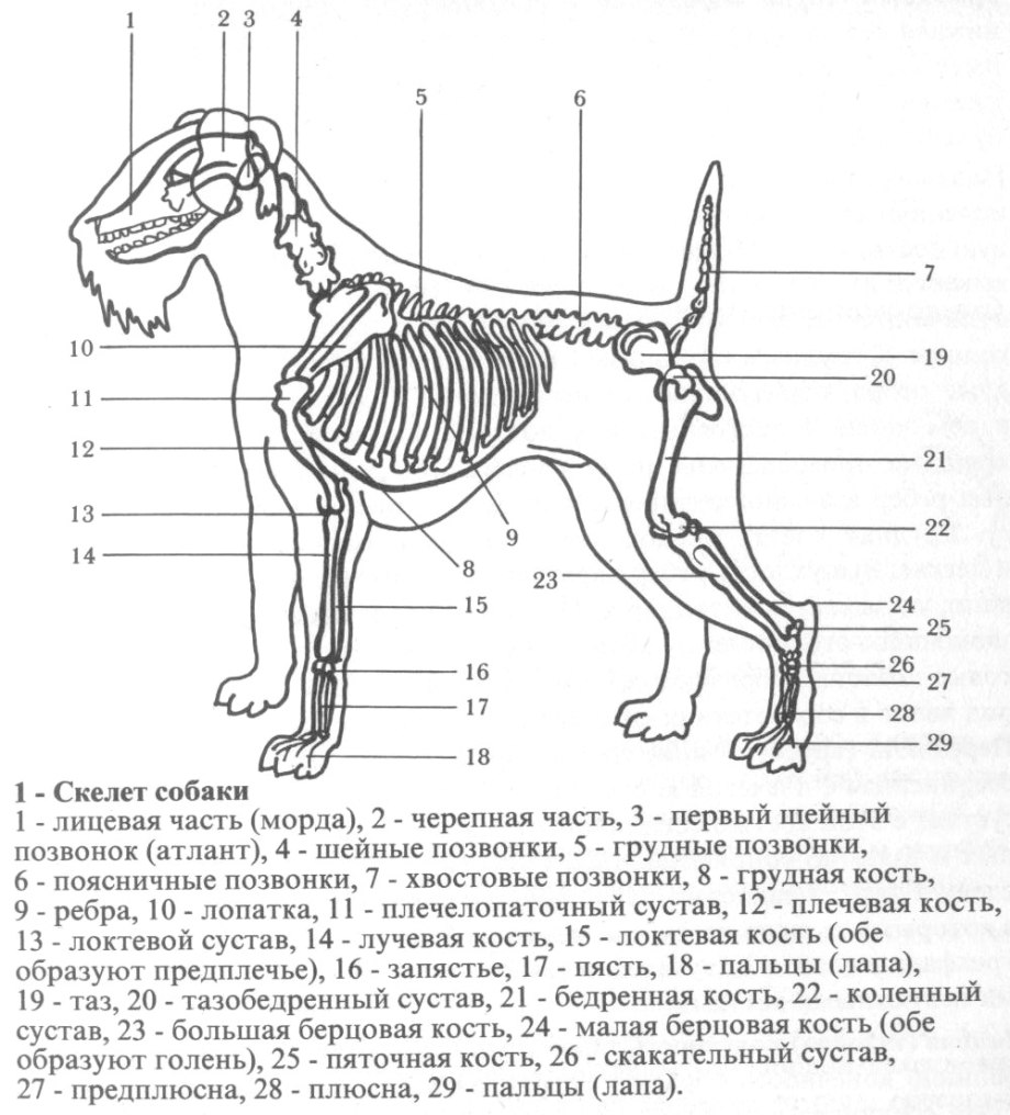Скелет собаки анатомия