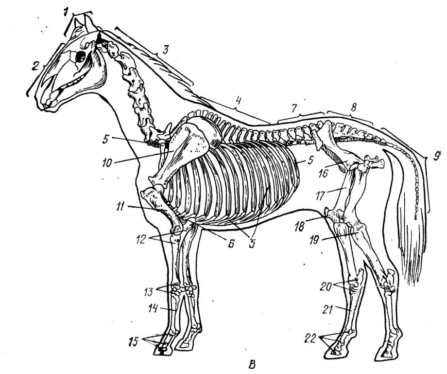 Строение скелета млекопитающего собака. Анатомия КРС скелет коровы. Осевой скелет КРС. Осевой скелет лошади. Осевой скелет лошади анатомия.