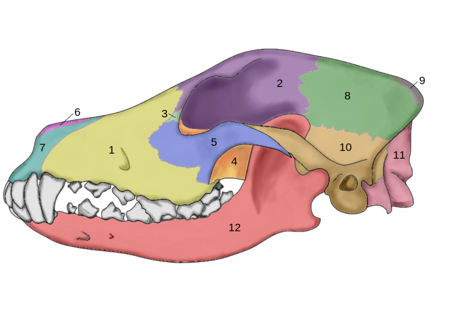Скелет головы собаки анатомия. Анатомия костей черепа собаки. Строение костей черепа собаки. Мозговой отдел черепа собаки.