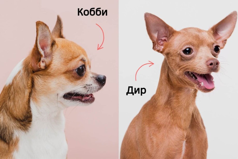Чихуахуа тайский кобби