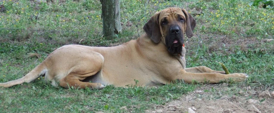 Мастино бразилейро