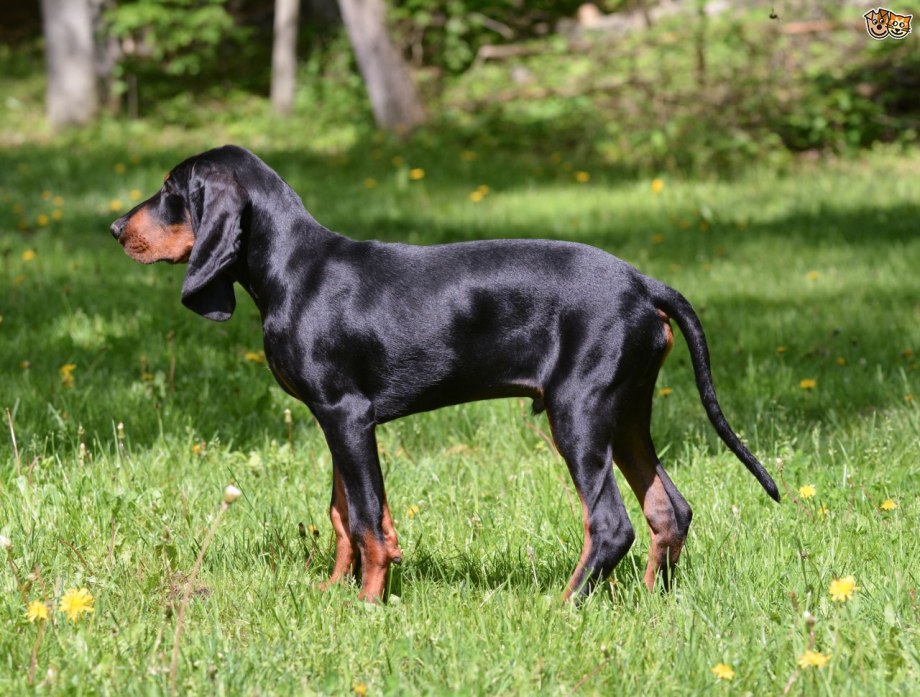 Black and tan Coonhound