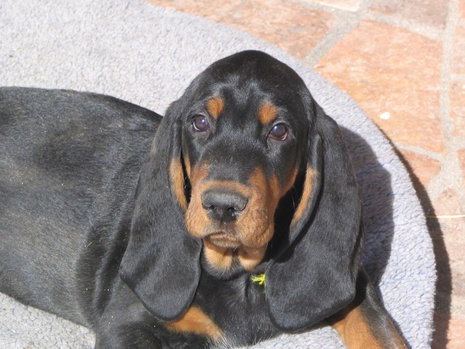 Bluetick Coonhound
