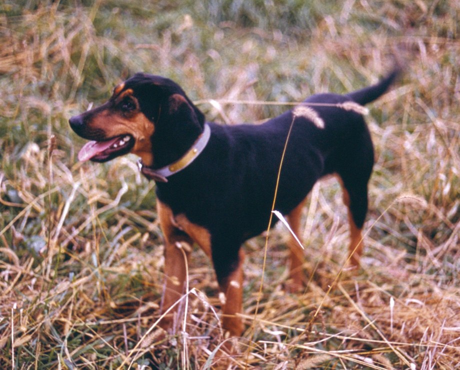 Black and tan Coonhound