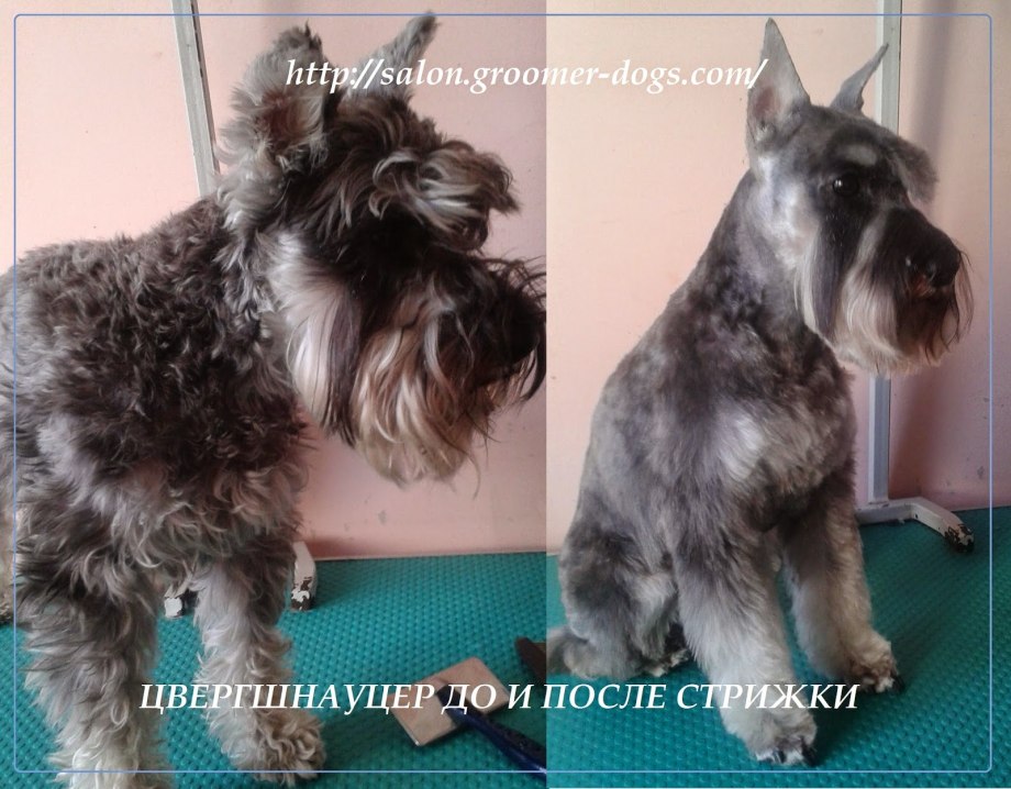 Цвергшнауцер грумминг