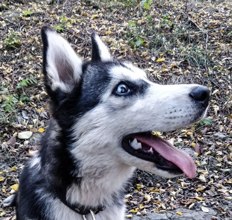 Husky колор