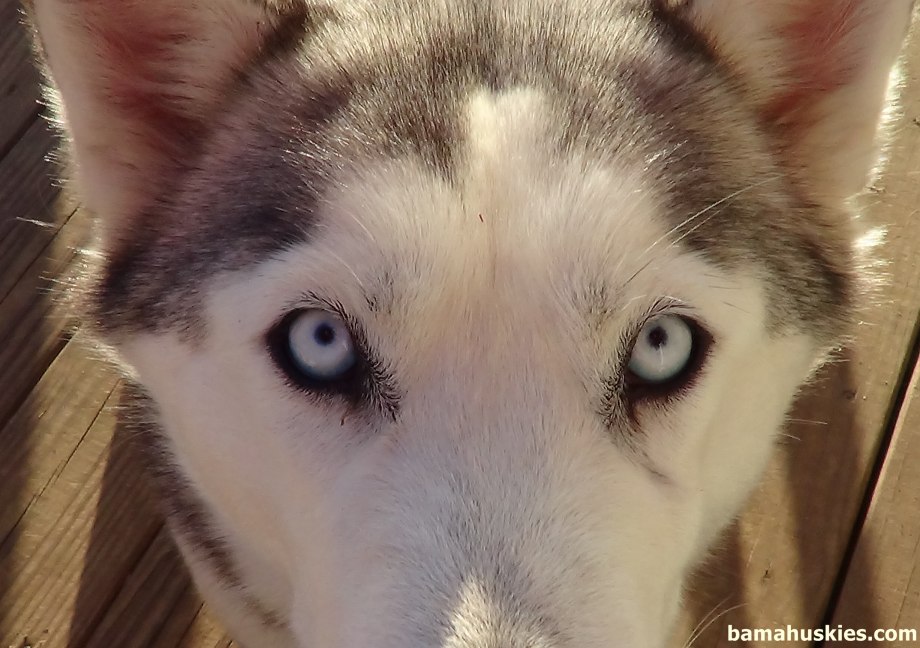 Siberian Husky Eye