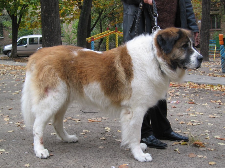 Колли и Московская сторожевая