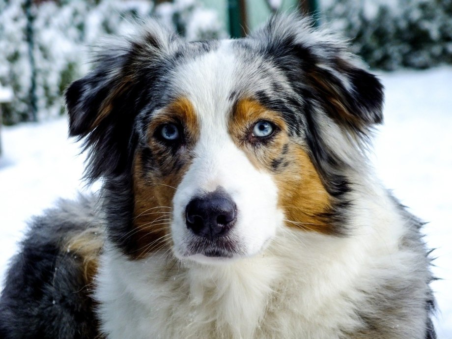 Dog Music