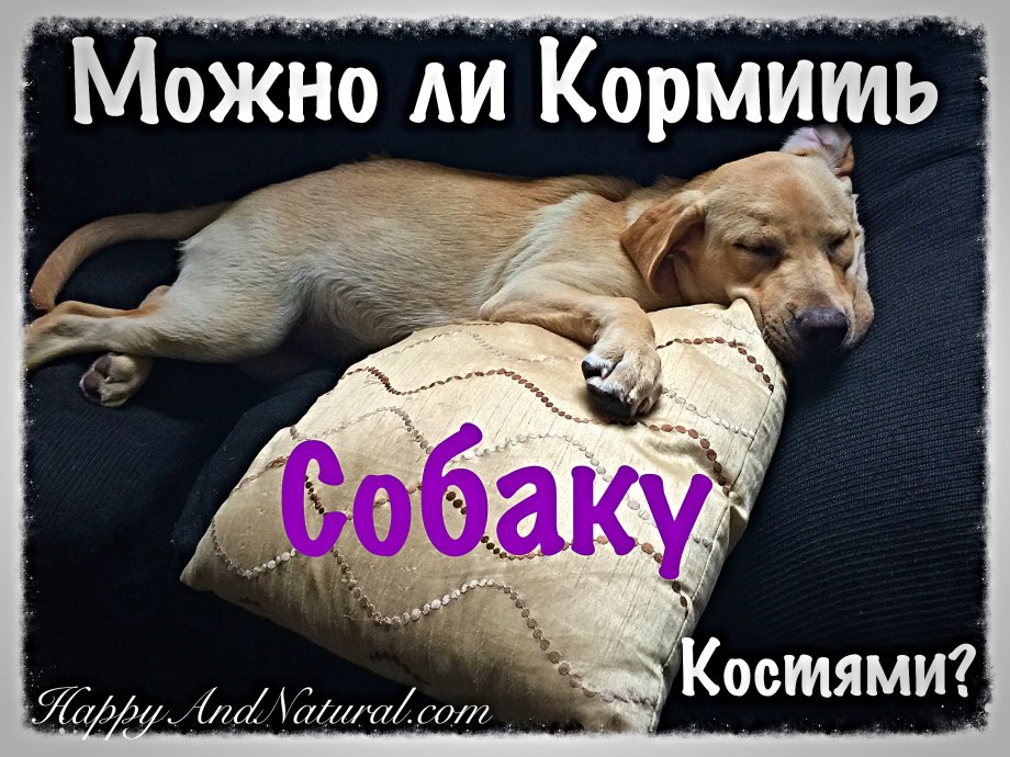 Аллергия у собаки Акита ину