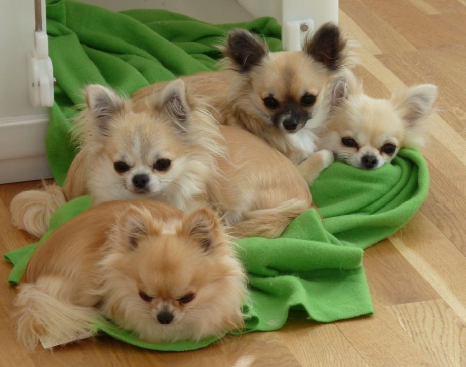 Chihuahua Coats