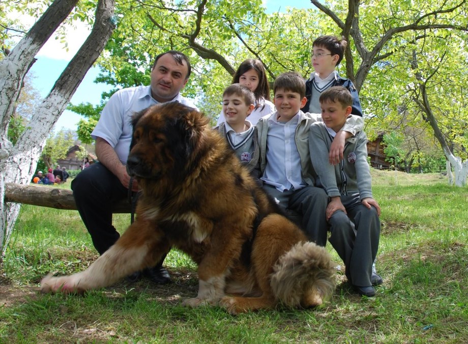 Сенбернар и овчарка