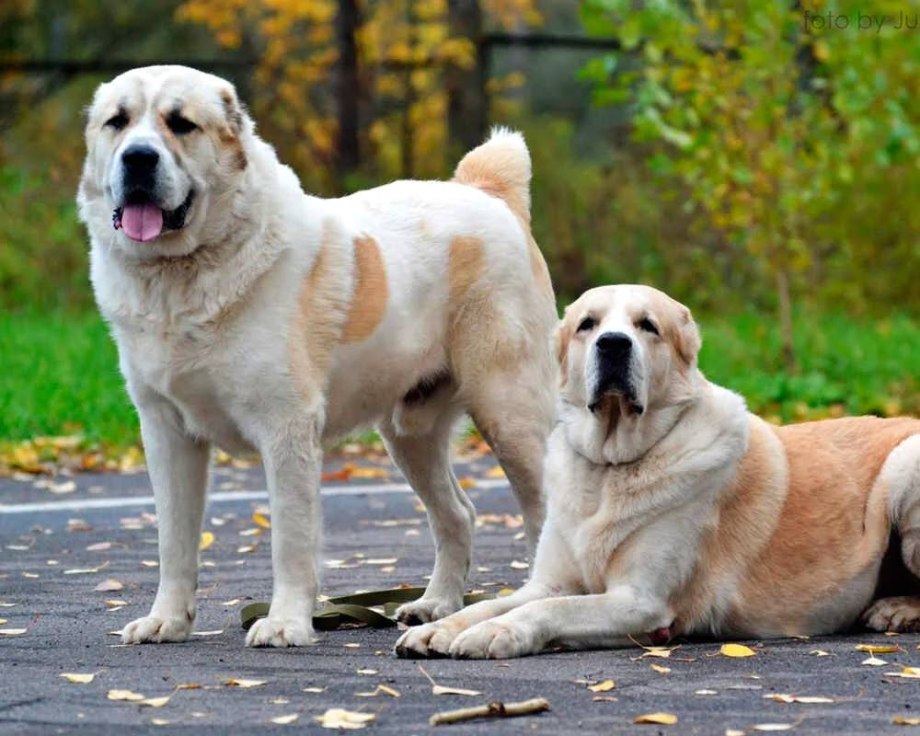 Сенбернар и колли