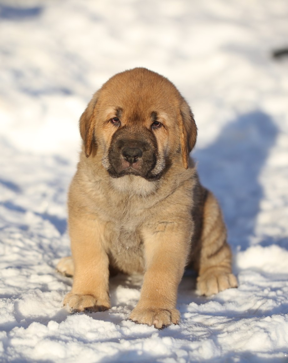 Mastiff Scarlet Crusade