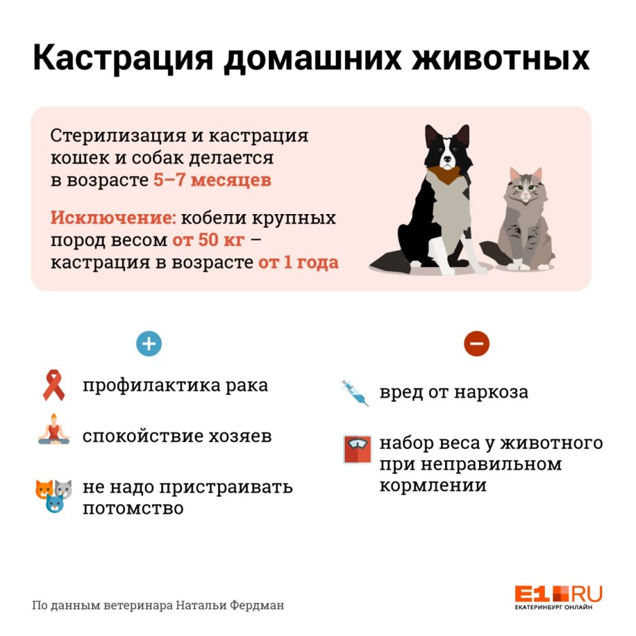 Некастрированные собаки