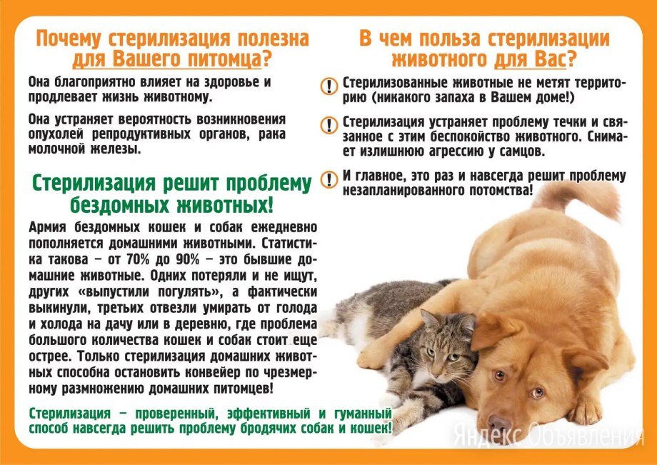 Операция по стерилизации собаки