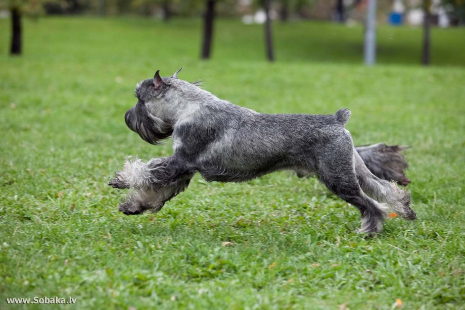 Цвергшнауцер / Miniature Schnauzer (183) м