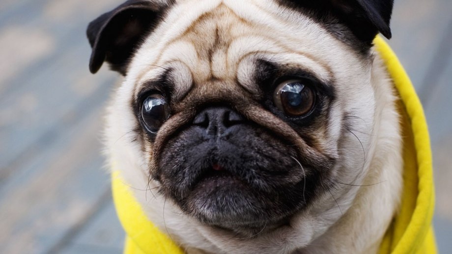 Pug Мопс