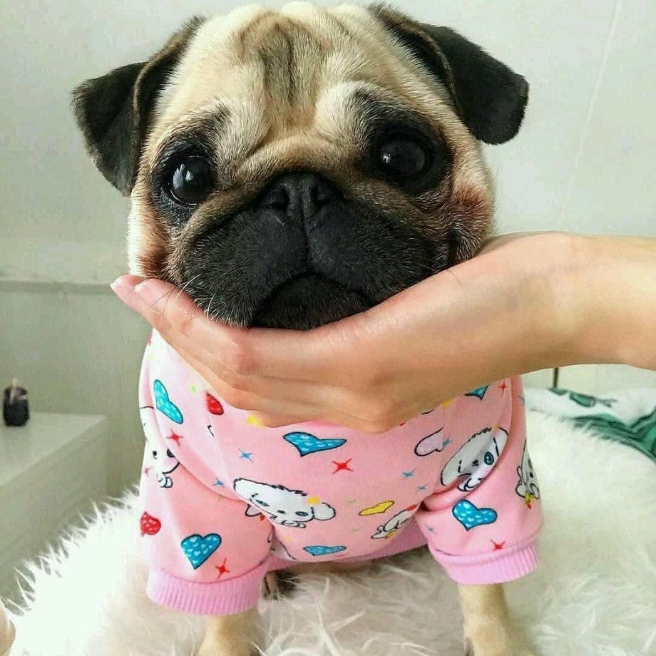 Баксик зум Мопс