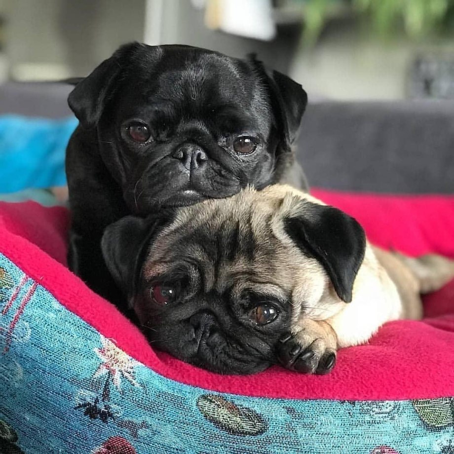 Мопс Puggy