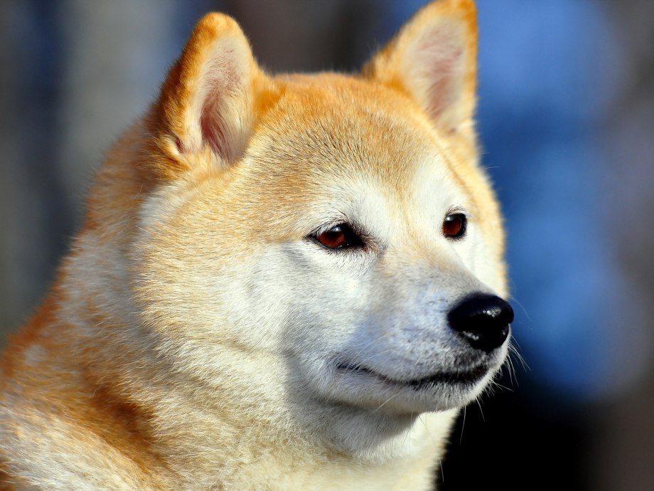 Сиба ину