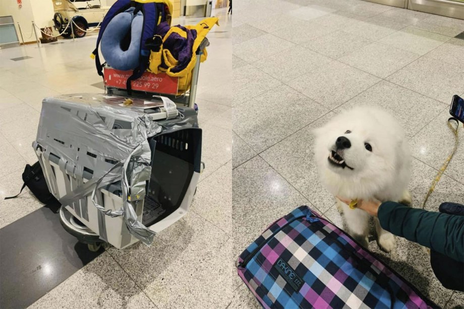 Собака в аэропорту