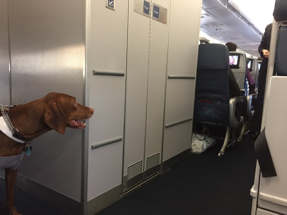 Отсек для животных в самолете s7