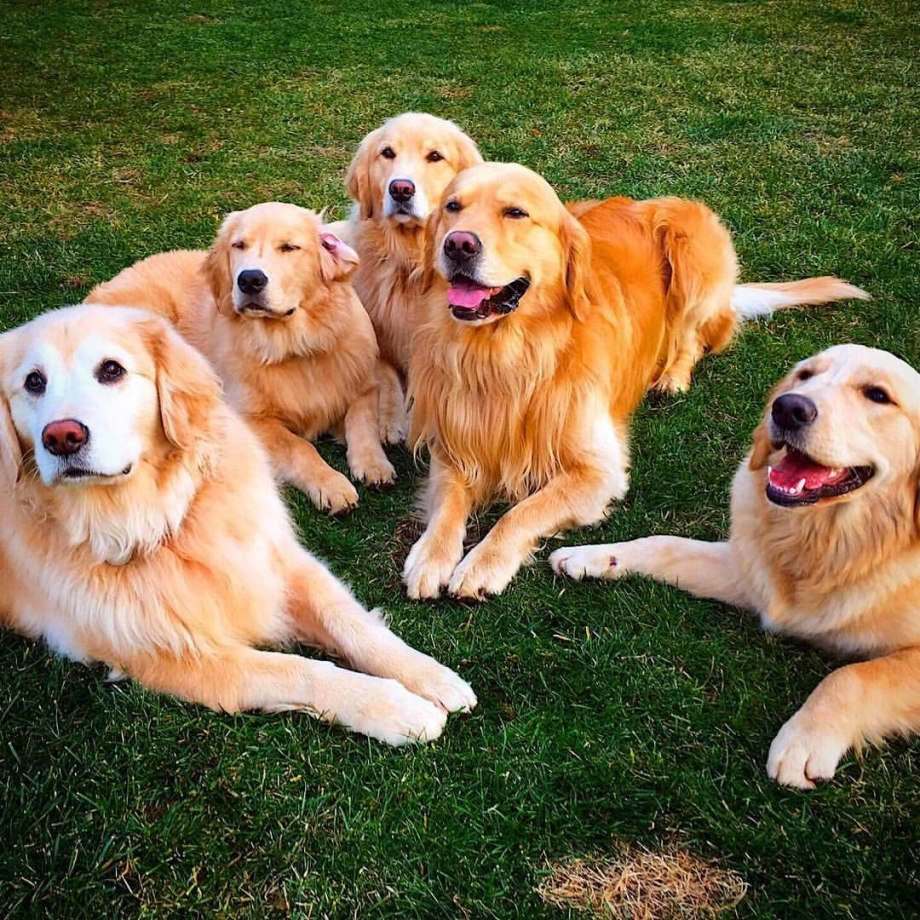 Золотистый ретривер Golden Retriever