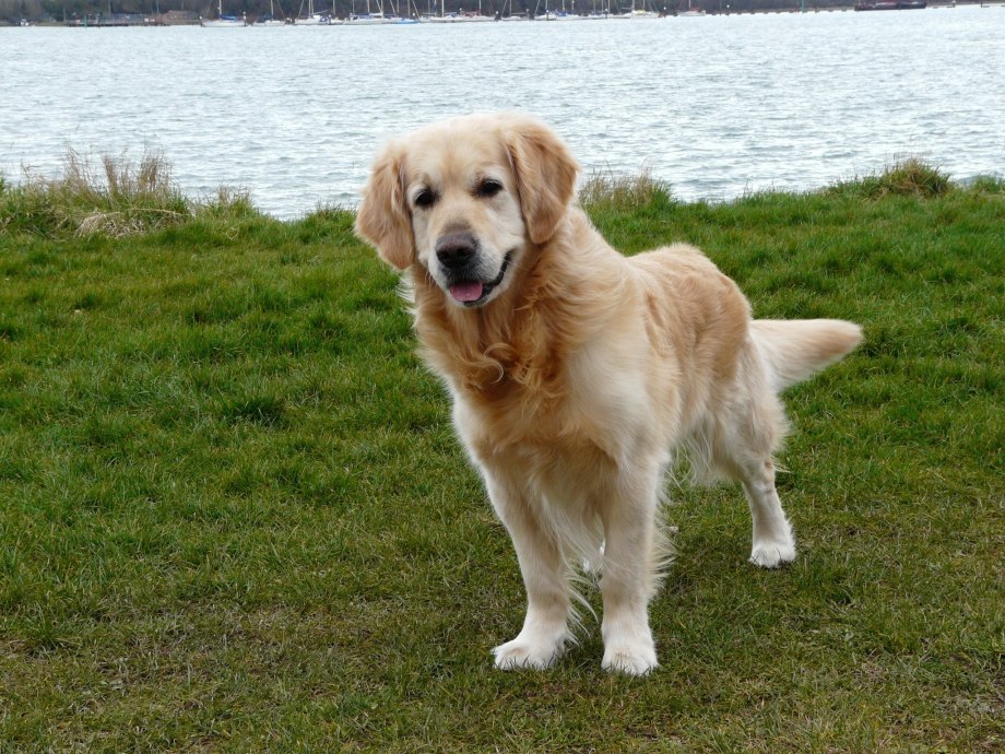 Лабрадор Golden Retriever