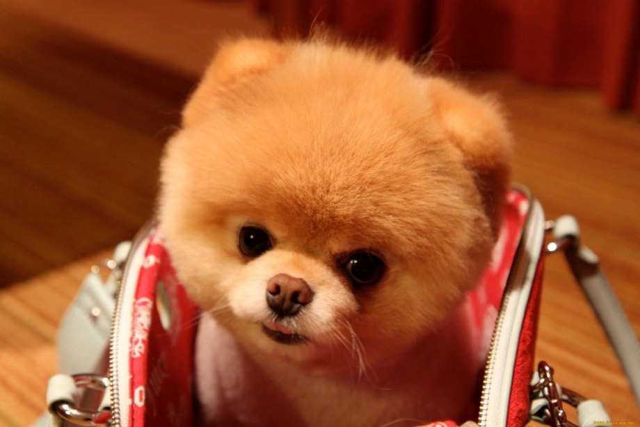Померанский шпиц Boo