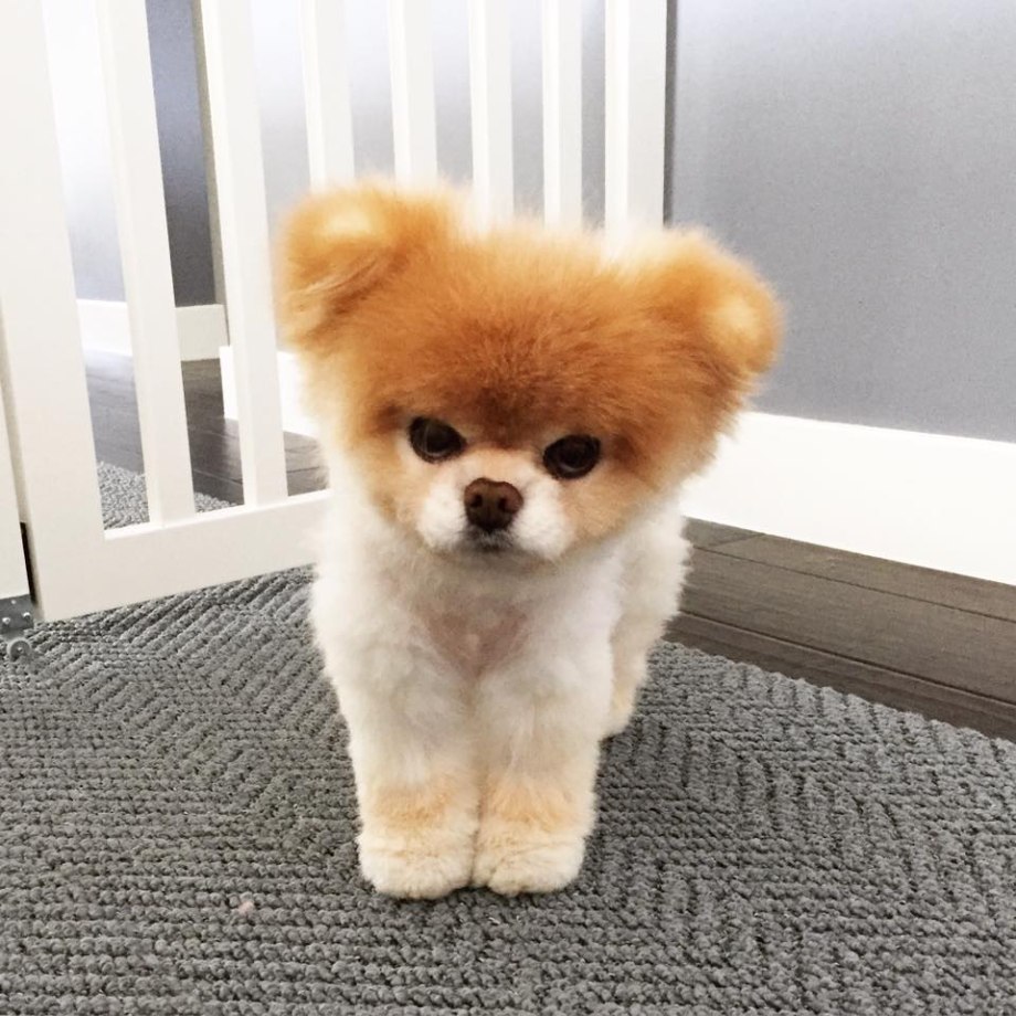 Померанский шпиц Boo