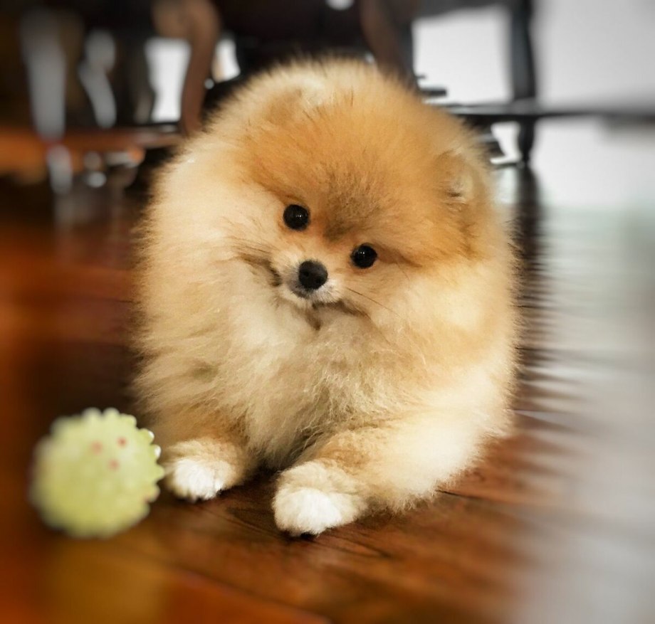 Померанский шпиц Boo