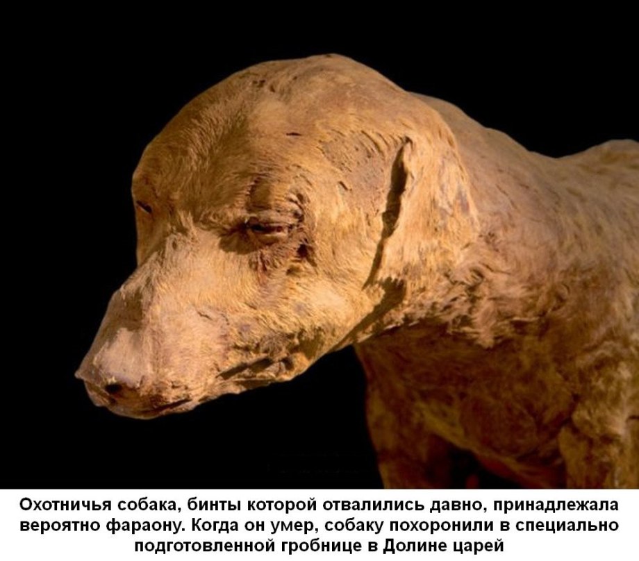 Мумии животных древнего Египта