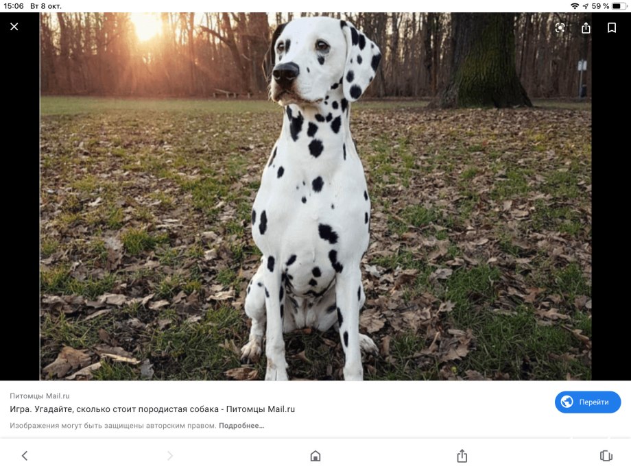 Девушка чешет пса