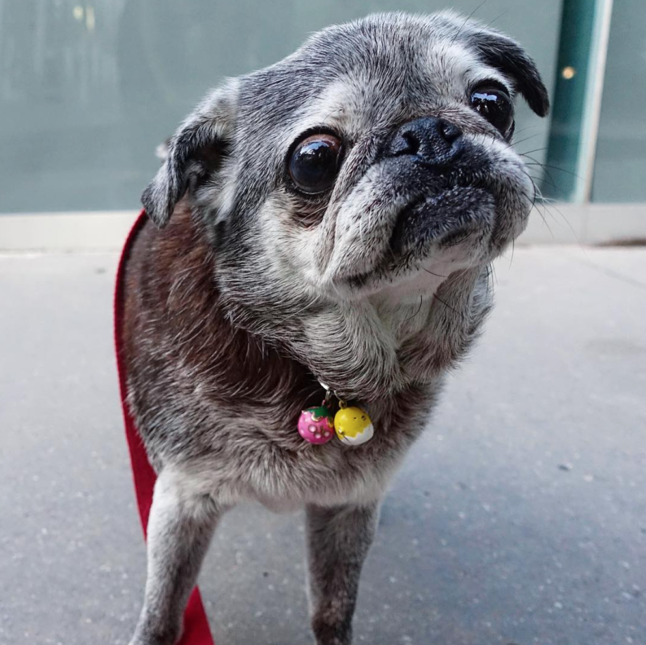 Pug Dogs крем