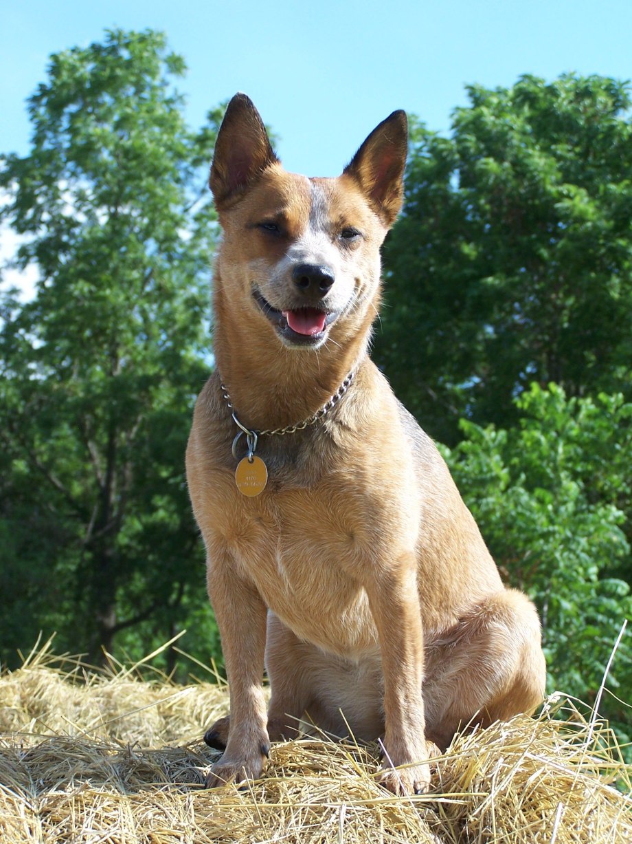 Австралийская Cattle Dog