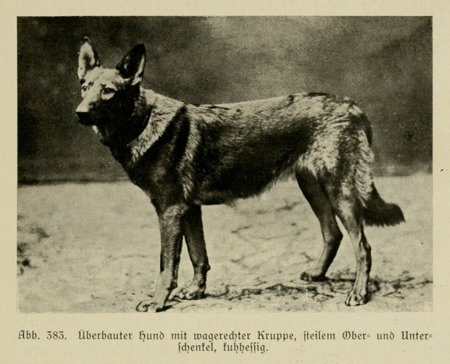 What the right Diet for German Shepherds