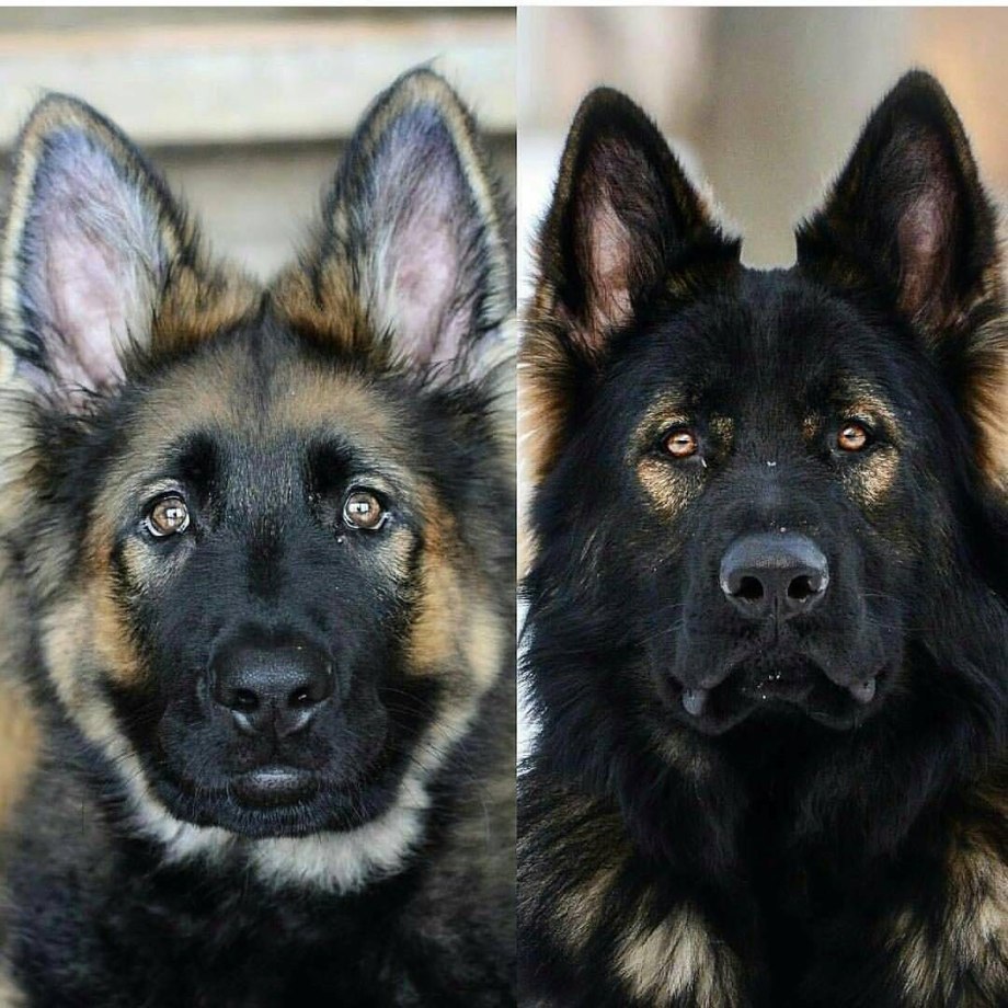 German Shepherd dick