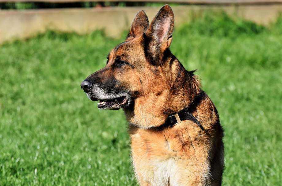 German Shepherd Breed History