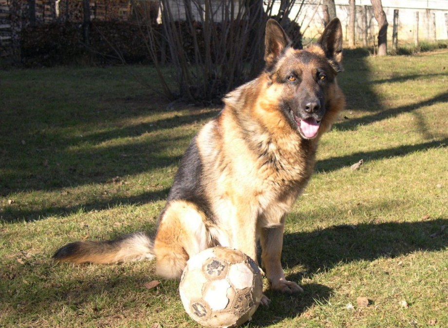 German Shepherd Dwarfism