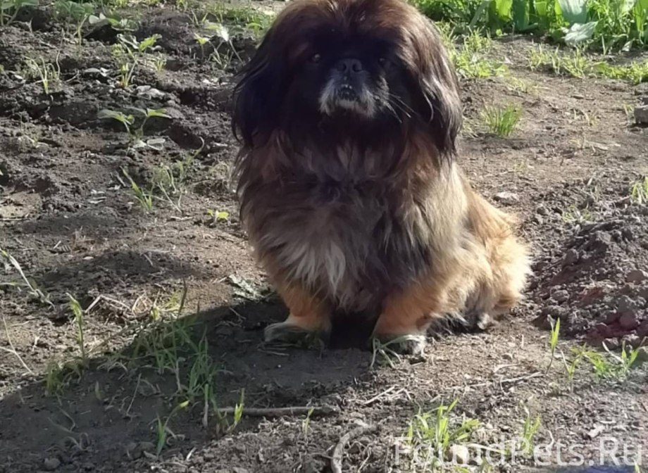 Пекинес Королевский рыжий
