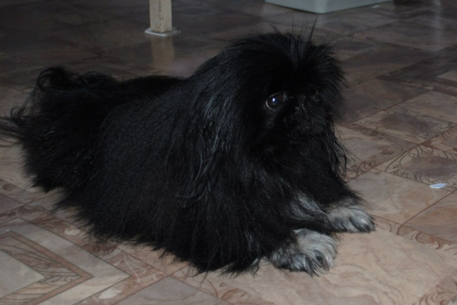 Пекинес Королевский рыжий