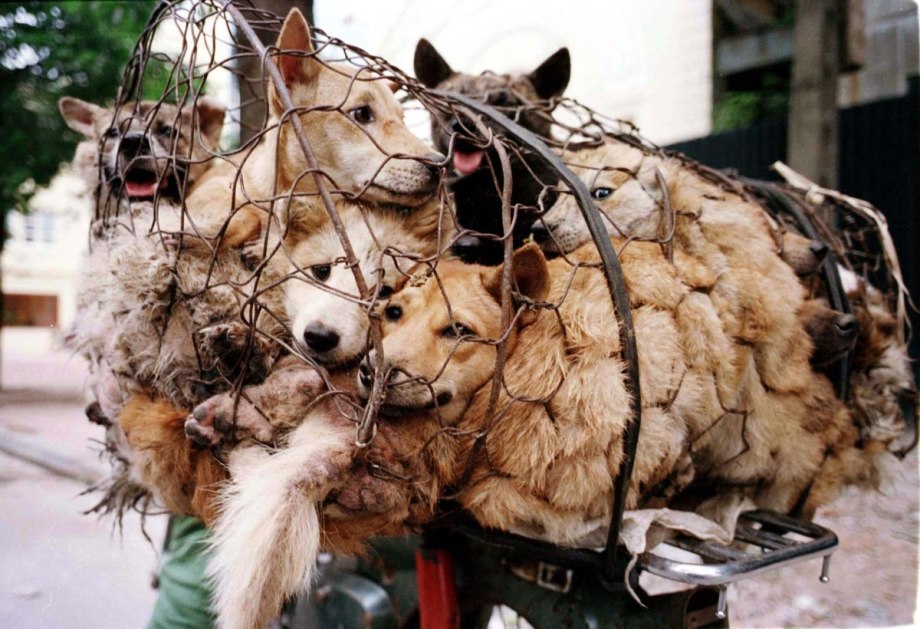 Питомцы в Южной Корее