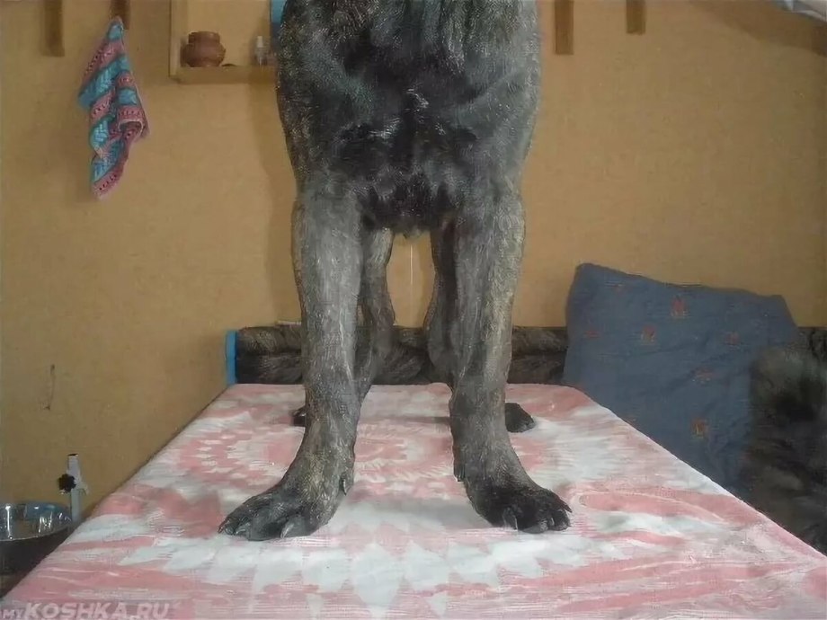 Размет лап у Кане Корсо