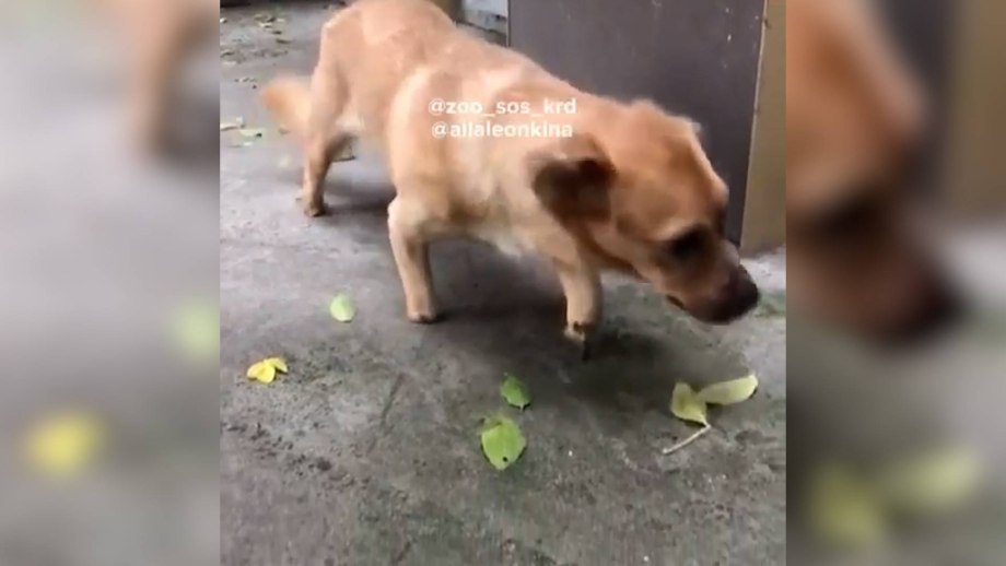 Стресс у собаки