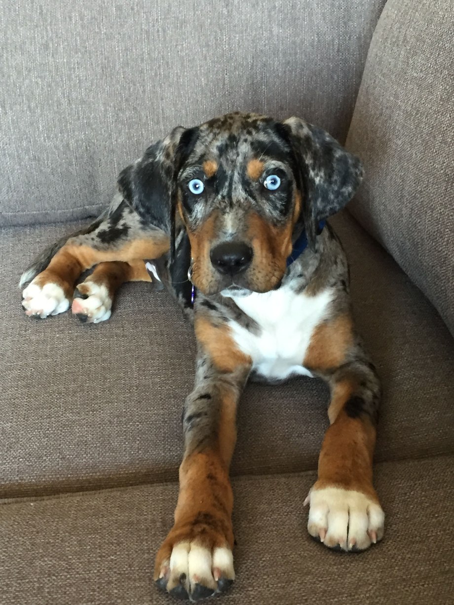 Catahoula Leopard Dog