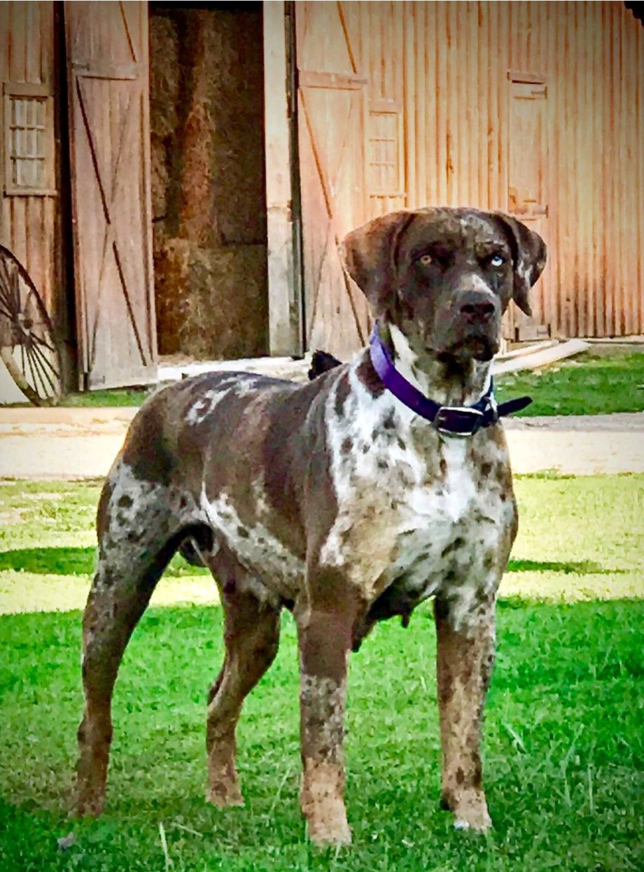 Catahoula Leopard Dog