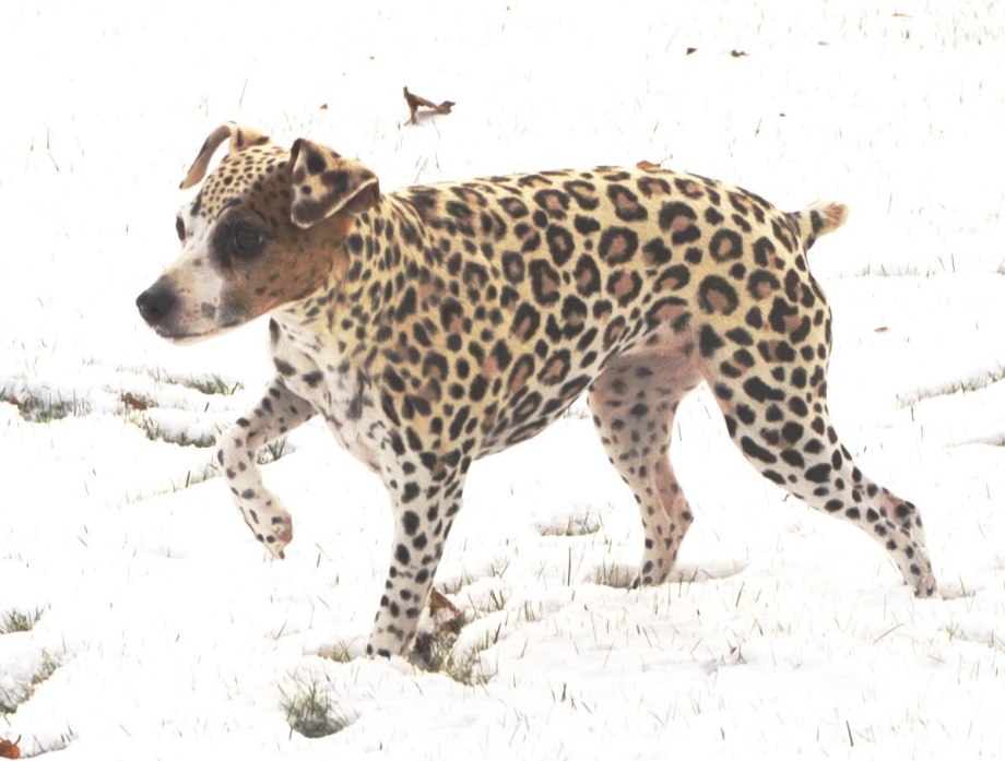 Catahoula Leopard