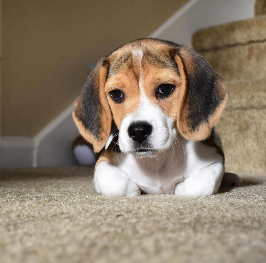Beagle порода собак